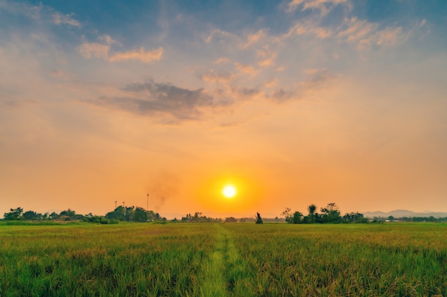 フィールドの牧草地と美しい夕日の景観