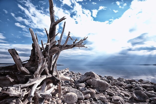 landschap aan het meer zomer uitzicht, natuur van het noorden, kustecologie