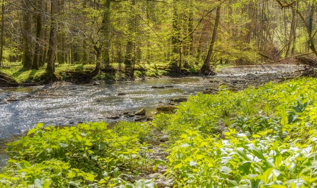 landschap aan het water in de lente