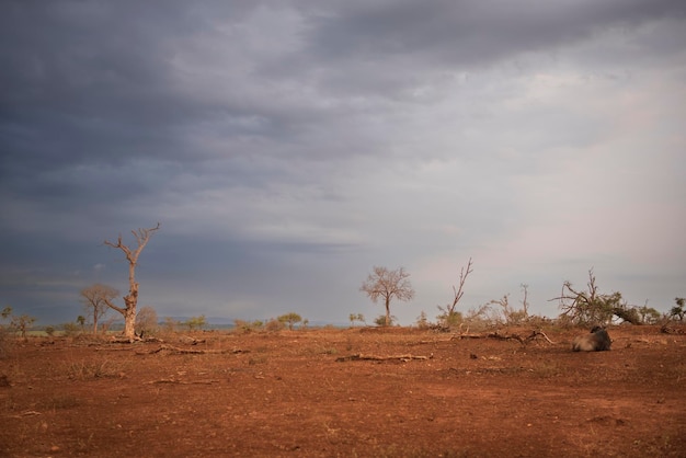 Landschap Afrikaanse savanne bij zonsondergang