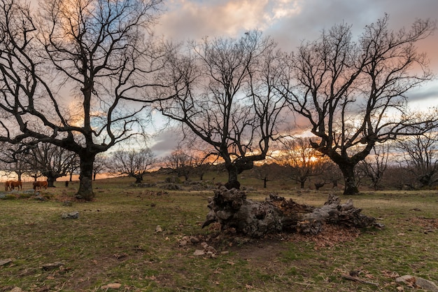 Foto landschap bij zonsondergang in de buurt van cabezabellosa. extremadura. spanje.