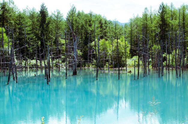 Foto landschap boom buitenshuis water natuur geen mensen