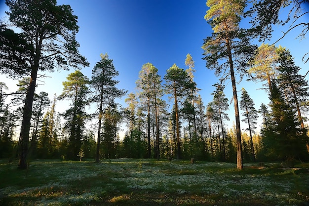 landschap dennenbos / taiga, oerwoud, landschap natuur zomer