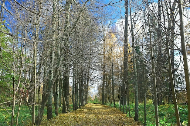 landschap dennenbos / taiga, oerwoud, landschap natuur zomer