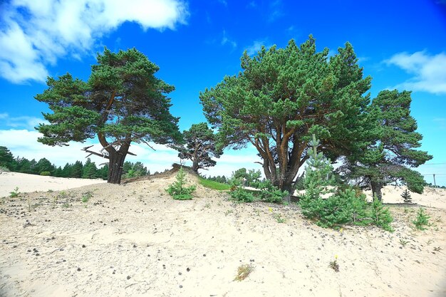 landschap dennenbos / taiga, oerwoud, landschap natuur zomer