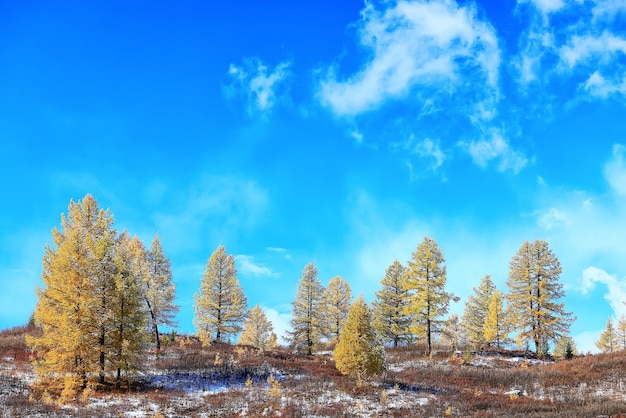 landschap geel lariks mooi herfstbos, ecologie klimaatverandering