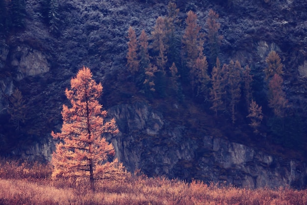 landschap geel lariks mooi herfstbos, ecologie klimaatverandering