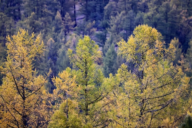 landschap geel lariks mooi herfstbos, ecologie klimaatverandering