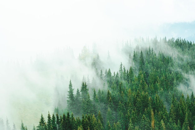 landschap groen bos en bergen mist bedekt terugwijkende silhouetten van bomen reizen rust herstel i