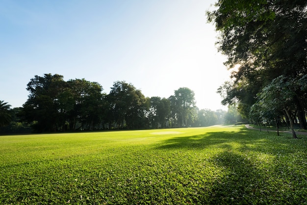 Landschap groene golf en weide in de ochtend, Mooi gras veld landschap