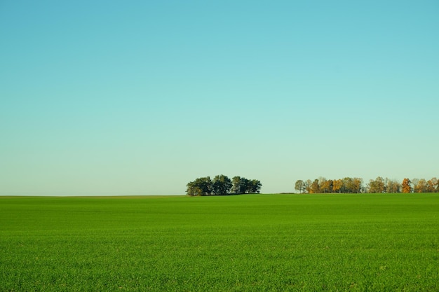landschap Groene tarwe veld bomen aan de horizon en heldere blauwe lucht
