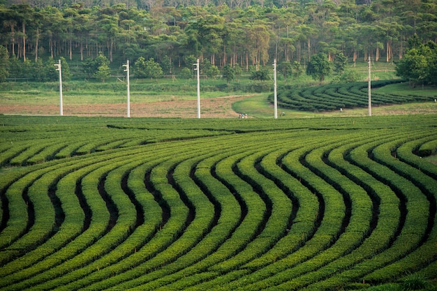 Landschap, groene theetuin