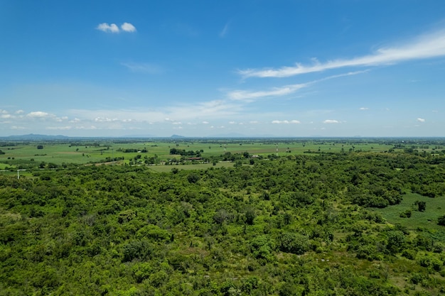 Landschap grote boom in het bos