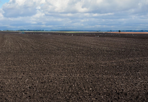 Landschap: Herfst geruimd landelijk veld met een tractor die een eg trekt en vogels met een bewolkte lucht