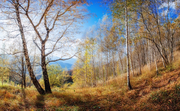 Landschap herfst park