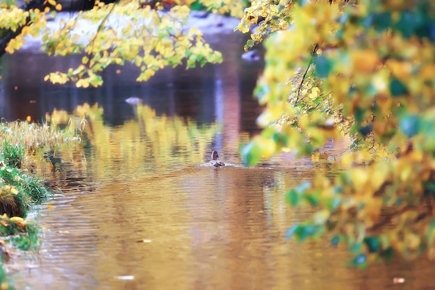 Landschap herfstvijver / gele bomen in het park bij de vijver, landschap natuur van oktober herfst