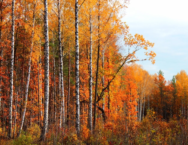 Landschap in de herfst bos zonnige dag.