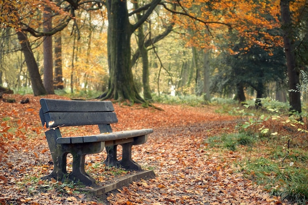 Landschap in de herfstpark met bank. Polkemmet Country Park, West Lothian, Schotland