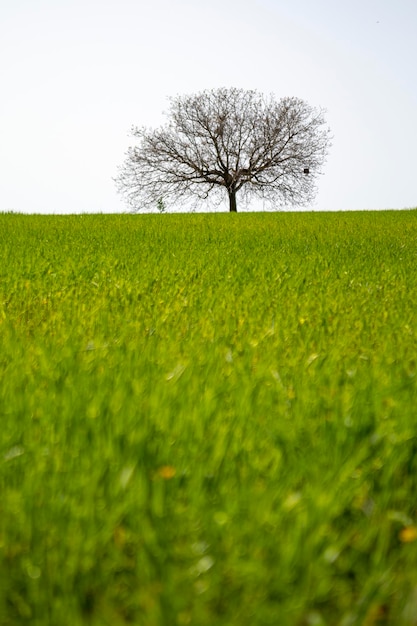 Landschap in de lente, Toledo, Spanje