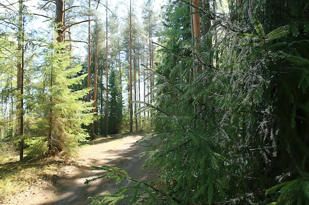 landschap in de zomer bos / groene bomen zomer uitzicht, wandelen in het bos, zonnige dag