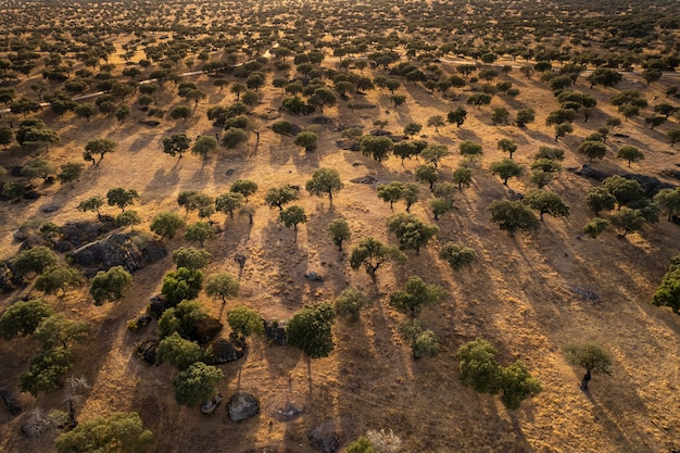 Foto landschap in dehesa de la luz extremadura spanje