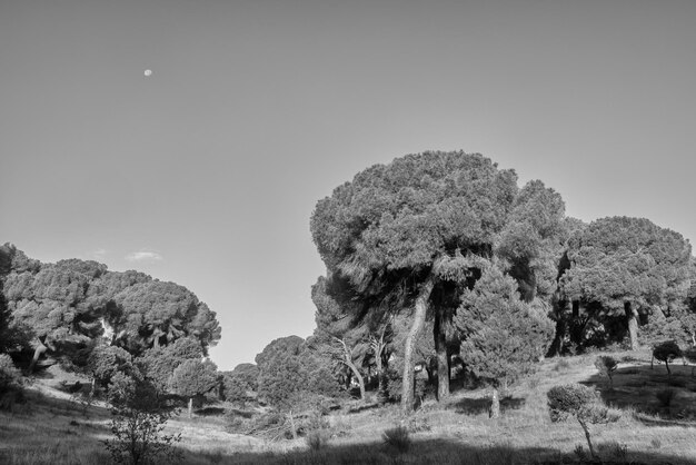 Foto landschap in een dennenbos