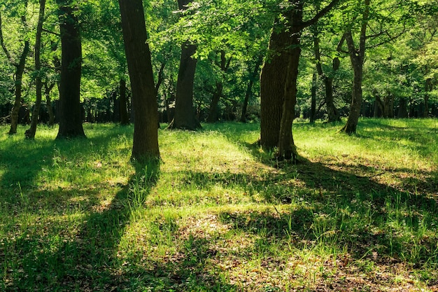 Landschap in een eikenbos op een zonnige dag