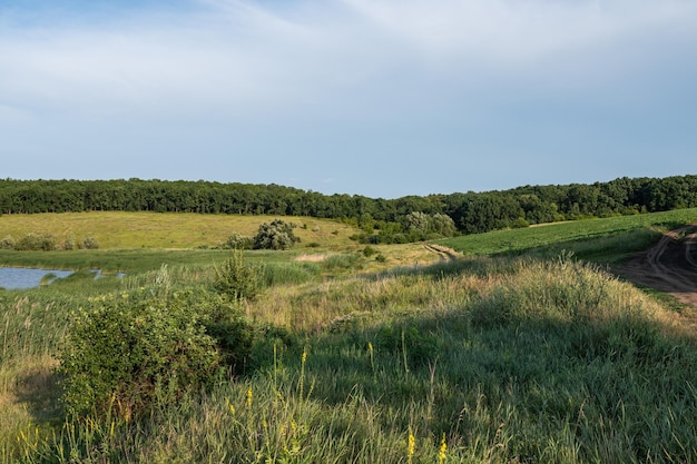 Landschap in het zomerlandschap van centraal Oekraïne