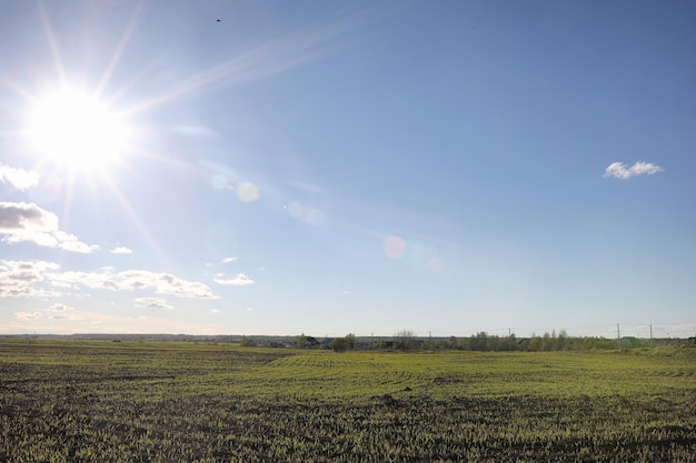 Landschap is zomer. Groene bomen en gras in een landelijk landschap. Natuur zomerdag. Bladeren op struiken.