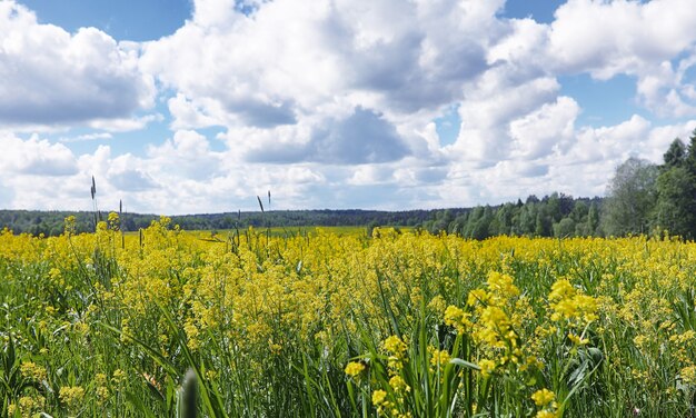 Landschap is zomer. Groene bomen en gras in een landschap van het platteland. Natuur zomerdag. Bladeren op struiken.