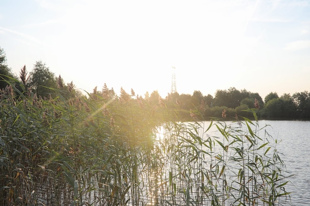 Landschap is zomer. Groene bomen en gras in een landschap van het platteland. Natuur zomerdag. Bladeren op struiken.