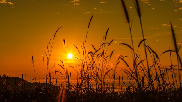 Landschap kleurrijk in ochtendtijd over zonsopgang en mistachtergrond en voorgrondgrassilhouet