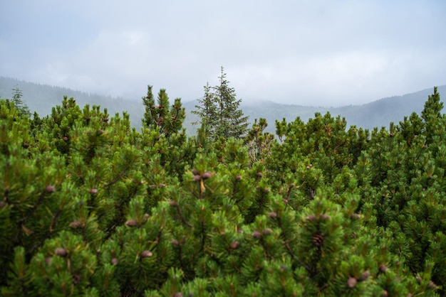 Landschap met bergen en wolken. rotsen. Toeristische bestemming voor wandelen