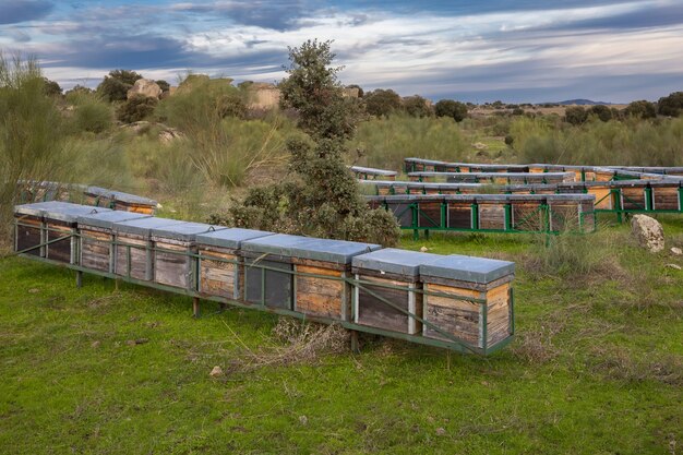 Foto landschap met bijenkorven in de barruecos. extremadura. spanje.