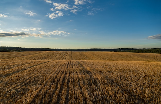 Landschap met blauwe lucht en tarweveld bij zonsondergang