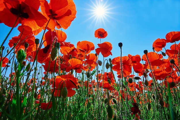 Landschap met bloeiende klaprozen tegen blauwe lucht