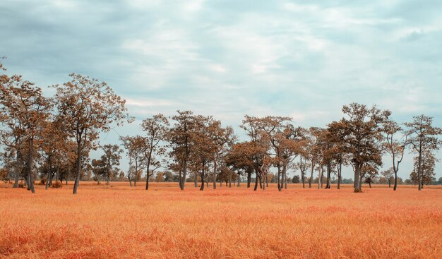 Landschap met bomen