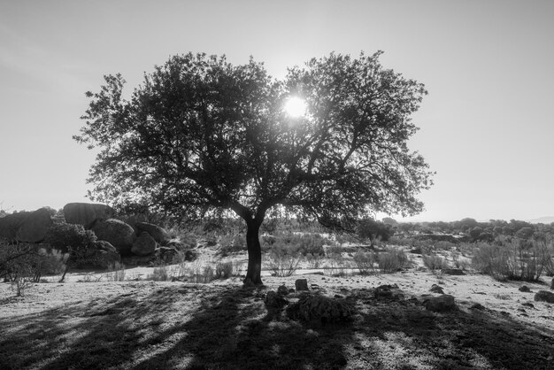 Landschap met boom en zon.