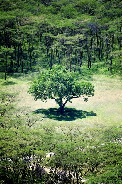 Landschap met boom in Afrika