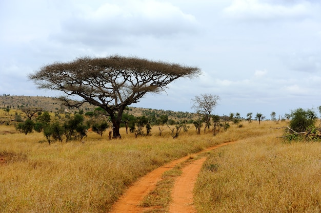 Landschap met boom in Afrika