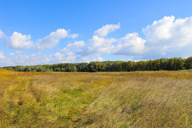 Landschap met brede weide en groene bomen