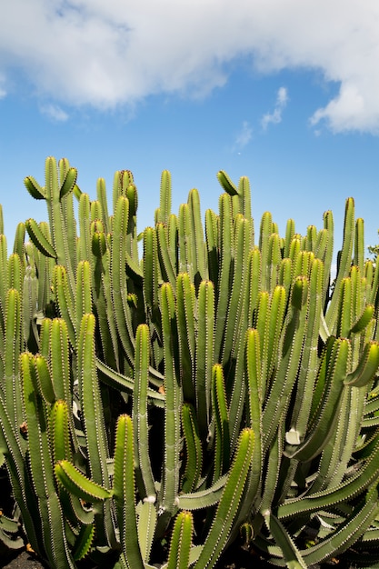 Landschap met cactus en blauwe hemel met wolken in verticaal formaat.