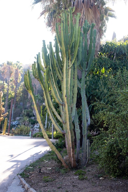 Foto landschap met cactussen en struiken