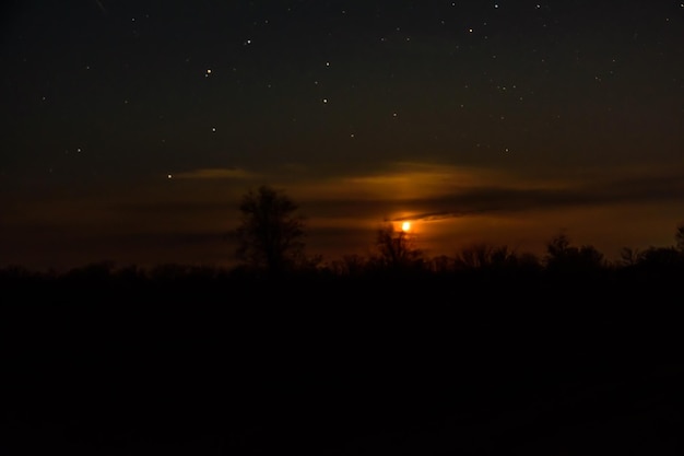 Landschap met de bomen silhouetten en nachtelijke hemel met veel sterren