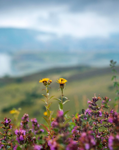 Landschap met een berg en velden met bloemen close-up op een bewolkte zomerdag na regen met een waas