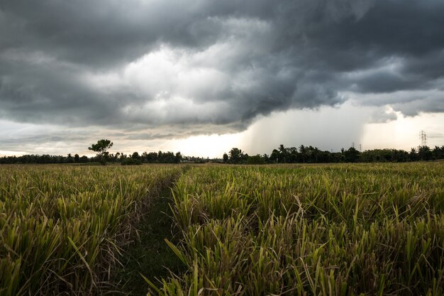 Landschap met een rijstveld en een dramatische hemel