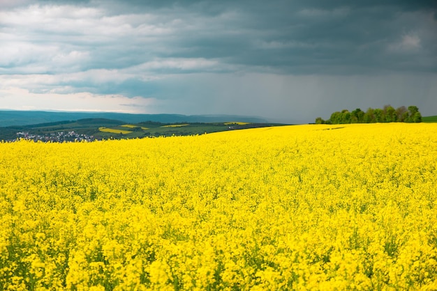 Landschap met geel bloeiende raps-veldlandbouw in het lentelandschap in gecultiveerd Duitsland