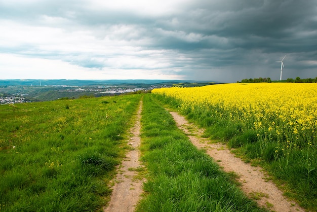 Landschap met geel bloeiende raps-veldlandbouw in het lentelandschap in gecultiveerd Duitsland