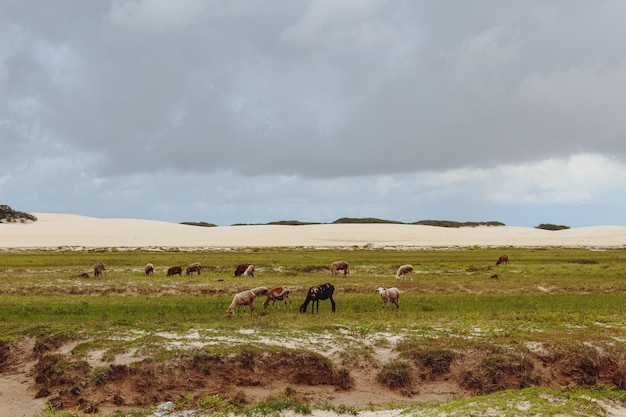 Foto landschap met geiten