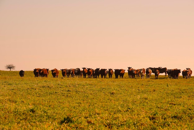 Foto landschap met graaiende koeien la pampa argentinië